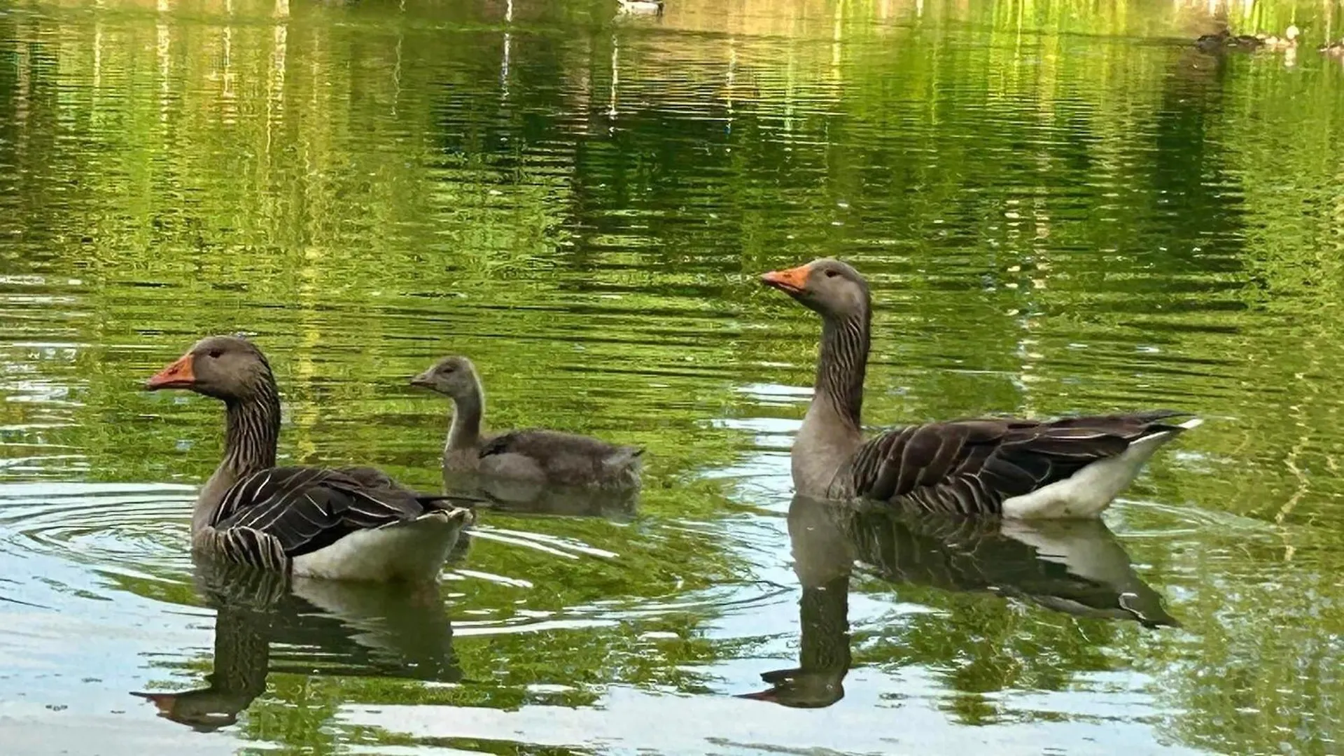 Holiday home Puddle Duck Cottage Cranswick